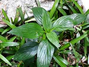 Oldenlandia auricularia_4.jpg